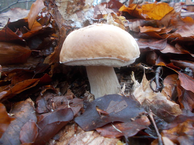 hríb smrekový Boletus edulis Bull.