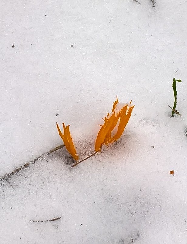 parôžkovec lepkavý Calocera viscosa (Pers.) Fr.