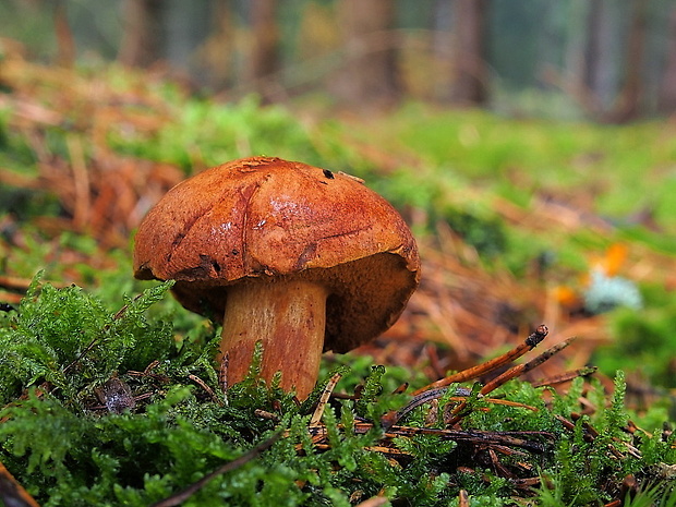 meďovec korenistý Chalciporus piperatus (Bull.) Bataille