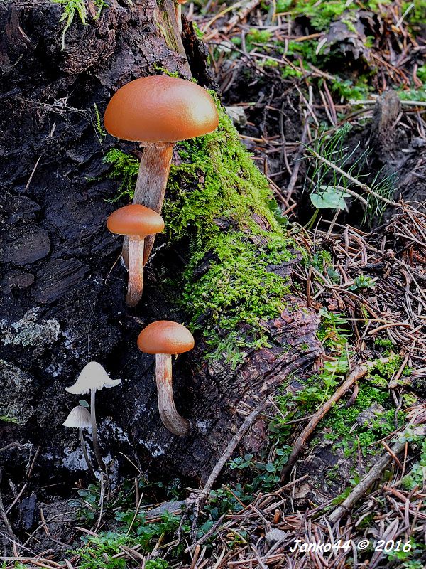 kapucňovka okrovohnedastá Galerina marginata (Batsch) Kühner