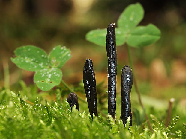 jazýček premenlivý Geoglossum umbratile Sacc.