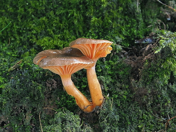 šťavnačka mrazová Hygrophorus hypothejus (Fr.) Fr.