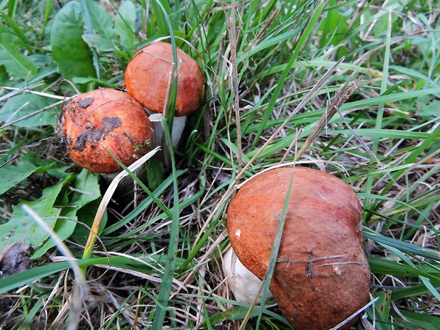 kozák osikový Leccinum albostipitatum den Bakker & Noordel.