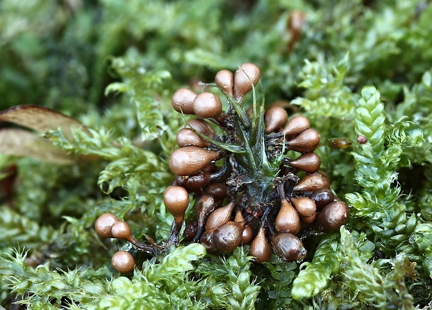 leskloplodka krehká Leocarpus fragilis (Dicks.) Rostaf.