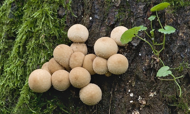 prášnica hruškovitá Lycoperdon pyriforme Schaeff.