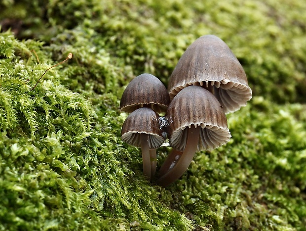 prilbička hnedosivá Mycena tintinnabulum (Paulet) Quél.