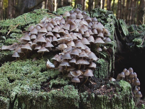 prilbička hnedosivá Mycena tintinnabulum (Paulet) Quél.