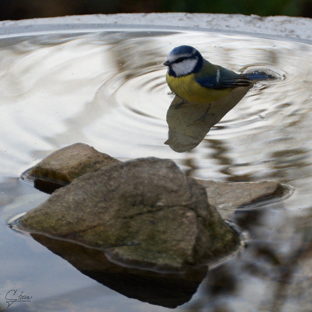 sýkorka belasá Parus caeruleus