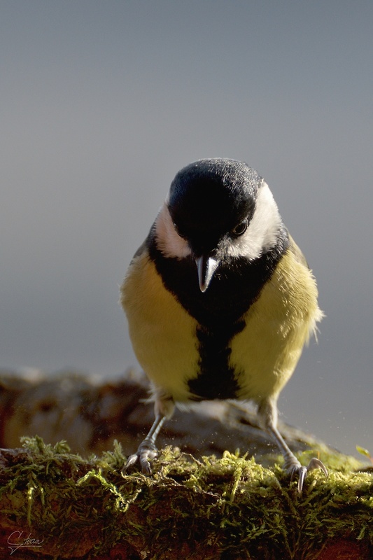 sýkorka bielolíca Parus major