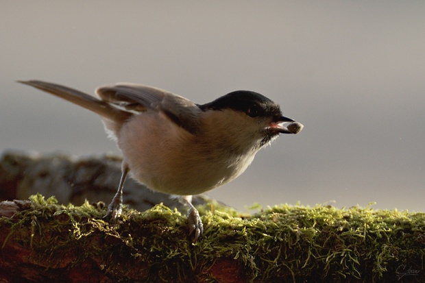 sýkorka hôrna Parus palustris