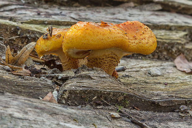 šupinovka slizká Pholiota cf. adiposa (Batsch) P. Kumm.