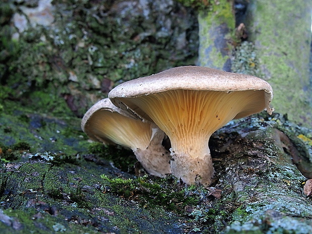 hliva dubová Pleurotus dryinus (Pers.) P. Kumm.