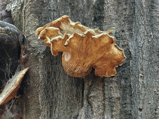 hliva dubová Pleurotus dryinus (Pers.) P. Kumm.