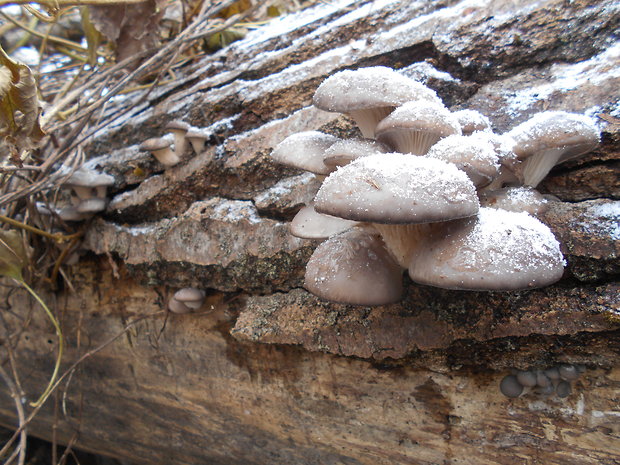 hliva ustricovitá Pleurotus ostreatus (Jacq.) P. Kumm.