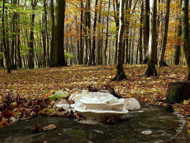 trúdnikovec hrbatý Trametes gibbosa (Pers.) Fr.