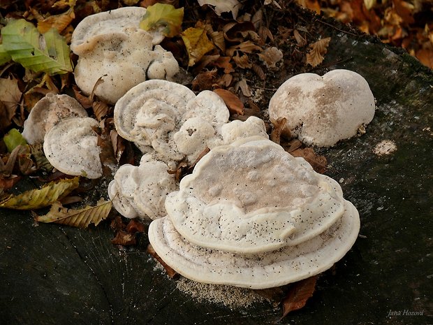 trúdnikovec hrbatý Trametes gibbosa (Pers.) Fr.