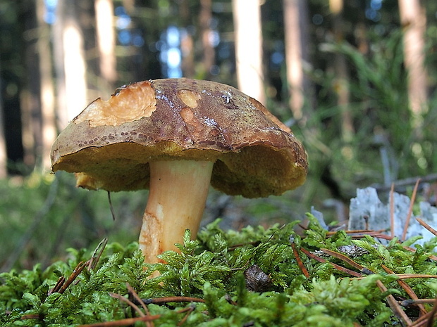 suchohríb červenohnedý Xerocomus ferrugineus (Kuntze) Singer