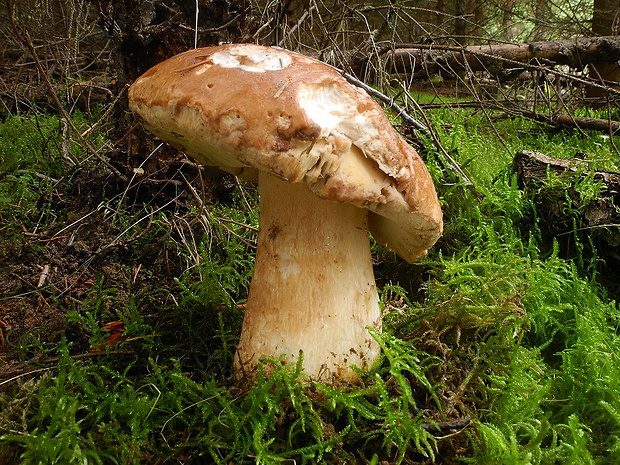 hríb smrekový Boletus edulis Bull.