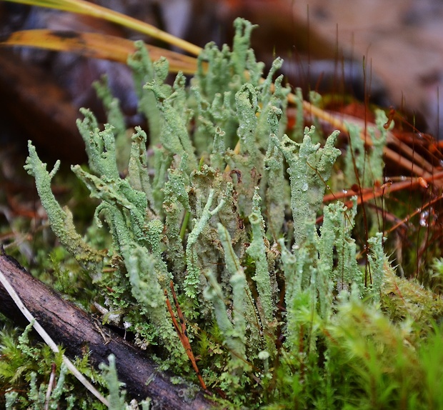 dutohlávka žltkastá Cladonia deformis (L.) Hoffm.