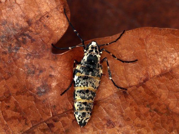 piadivka zimná (sk) / tmavoskvrnáč zhoubný (cz) Erannis defoliaria Clerck, 1759