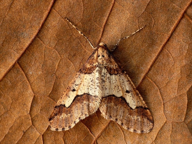 piadivka zimná (sk) / tmavoskvrnáč zhoubný (cz) Erannis defoliaria Clerck, 1759