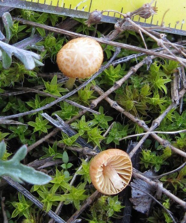 kapucňovka Galerina sp.