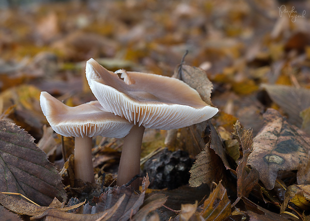 peniazovka maslová Rhodocollybia butyracea (Bull.) Lennox