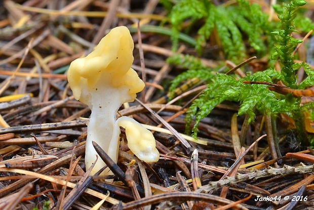 lopatička žltkastá Spathularia flavida Pers.