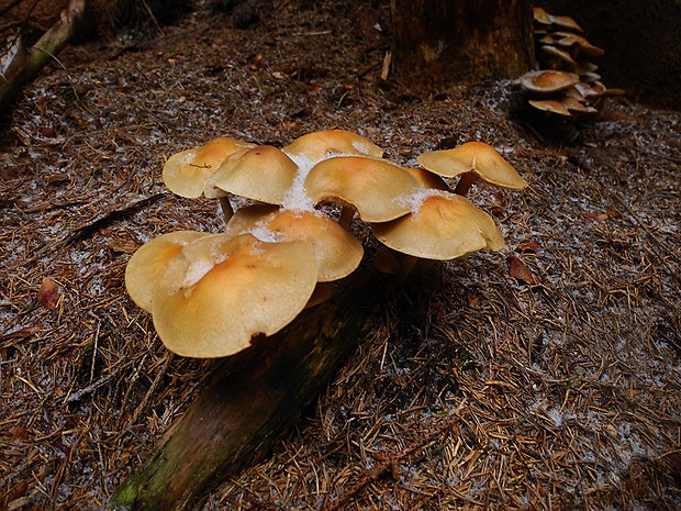 šupinačka menlivá Kuehneromyces mutabilis (Schaeff.) Singer & A.H. Sm.