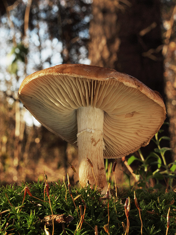 bielopavučinovec hľuznatý Leucocortinarius bulbiger (Alb. & Schwein.) Singer