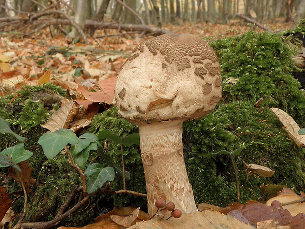 bedľa vysoká Macrolepiota procera (Scop.) Singer