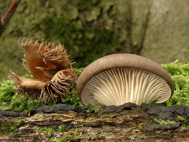 hliva ustricovitá Pleurotus ostreatus (Jacq.) P. Kumm.