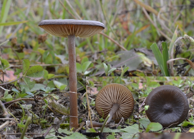 strmulica čiaškovitá Pseudoclitocybe cyathiformis (Bull.) Singer