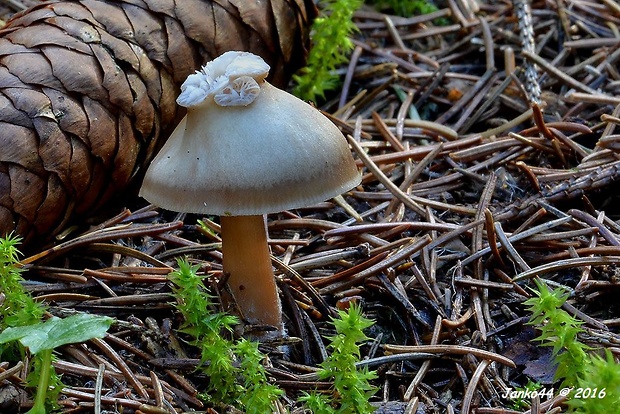 peniazovka maslová Rhodocollybia butyracea (Bull.) Lennox