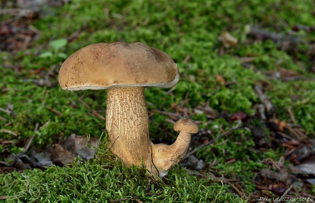 podhríb žlčový Tylopilus felleus (Bull.) P. Karst.