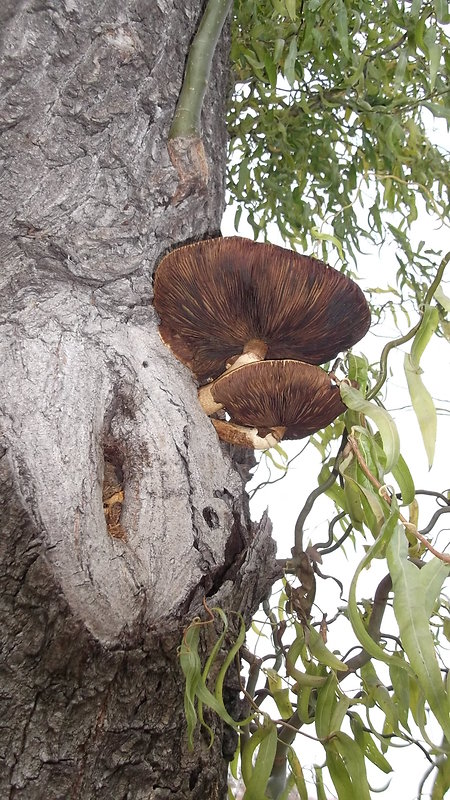 pošvovec stromový Volvariella bombycina (Schaeff.) Singer