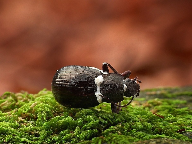 bovéria Beauveria sp.