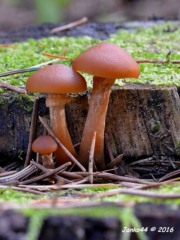 kapucňovka okrovohnedastá Galerina marginata (Batsch) Kühner