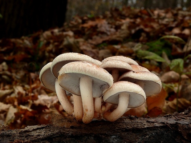 strapcovka tehlovočervená Hypholoma lateritium (Schaeff.) P. Kumm.