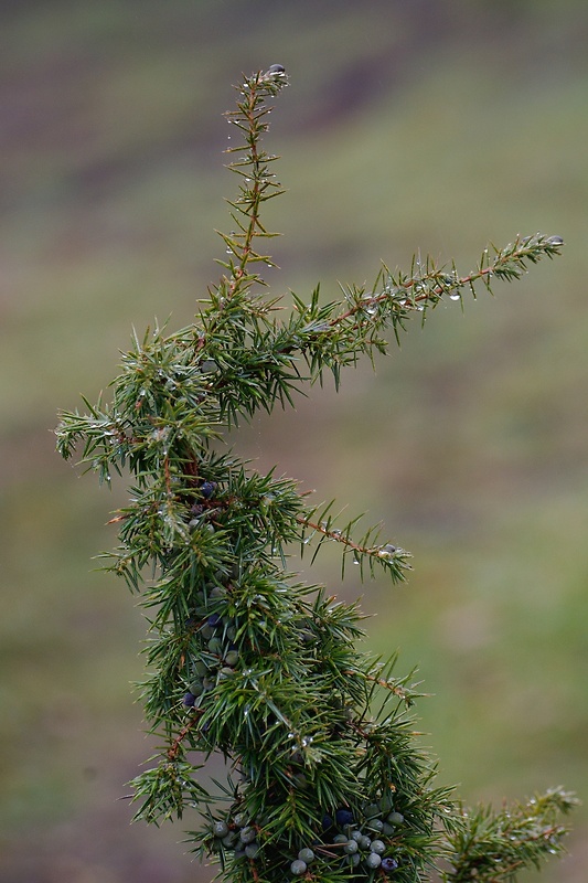 borievka obyčajná Juniperus communis L.