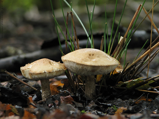 kozák Leccinum sp.