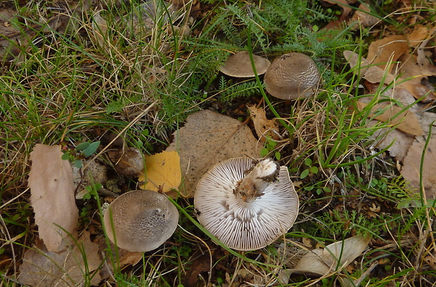 čírovka zemná Tricholoma terreum (Schaeff.) P. Kumm.