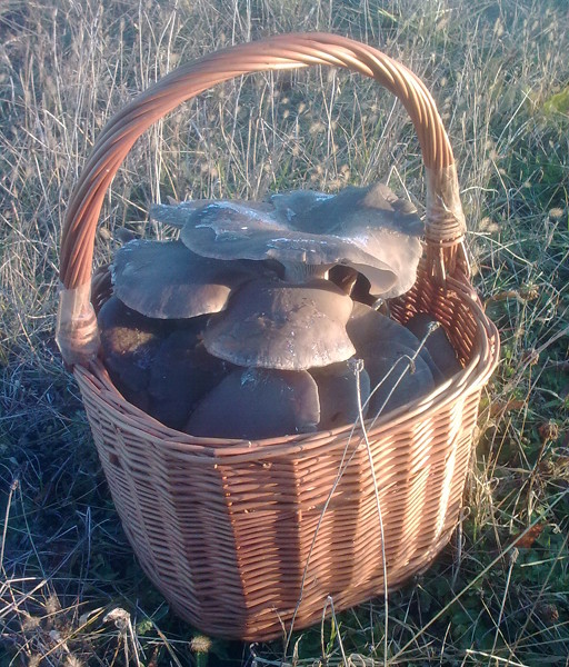 hliva ustricovitá Pleurotus ostreatus (Jacq.) P. Kumm.