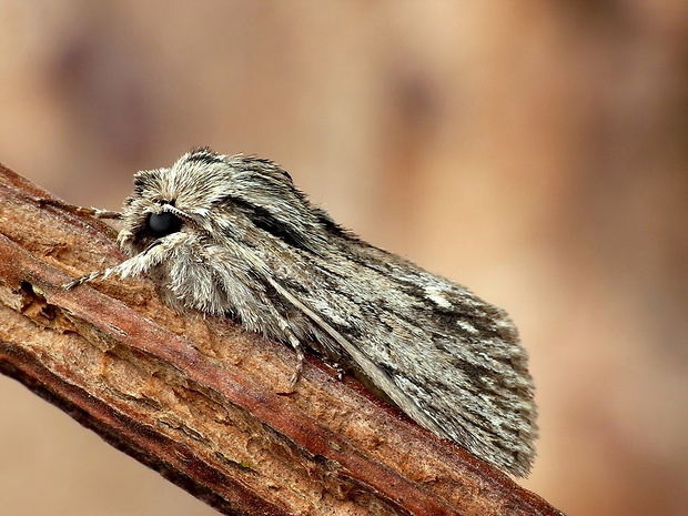 mora novembrová (sk) / dřevobarvec pozdní (cz) Asteroscopus sphinx Hufnagel, 1766