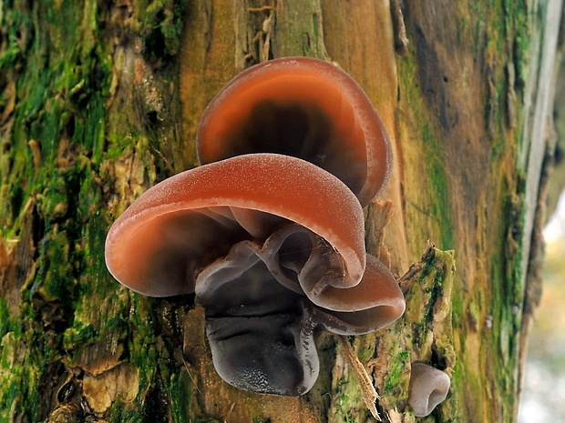 uchovec bazový Auricularia auricula-judae (Bull.) Quél.