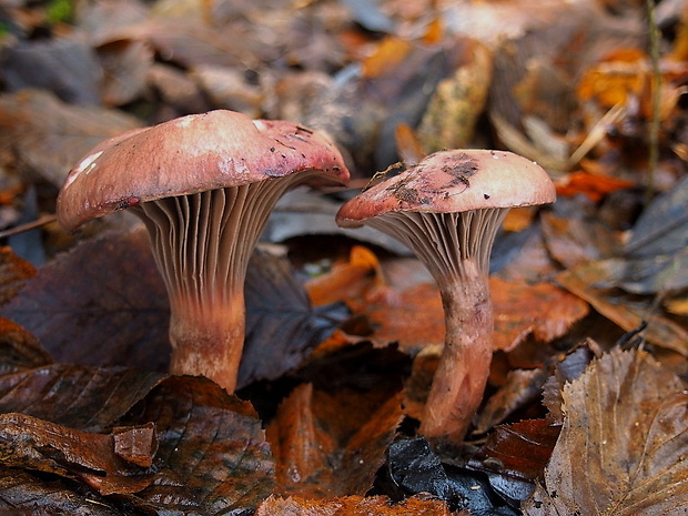 sliziak lepkavý Chroogomphus rutilus (Schaeff.) O.K. Mill.