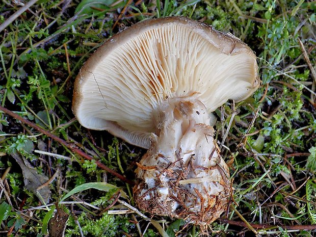 strmuľka inovaťová Clitocybe nebularis (Batsch) P. Kumm.