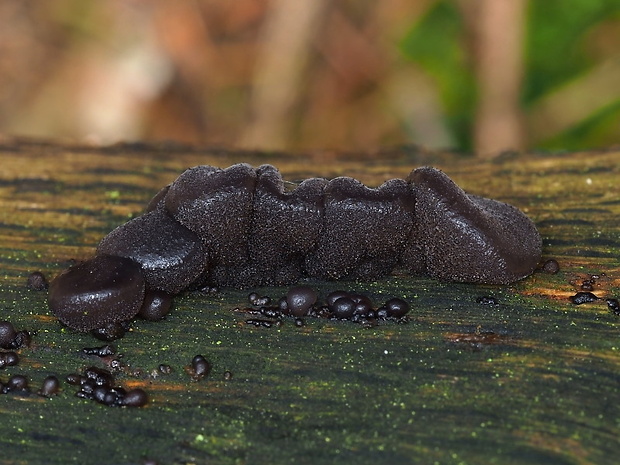 tmavorôsolovec mušľovitý Exidia truncata Fr.