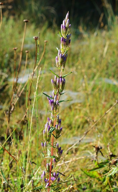 horček horký pravý Gentianella amarella subsp. amarella