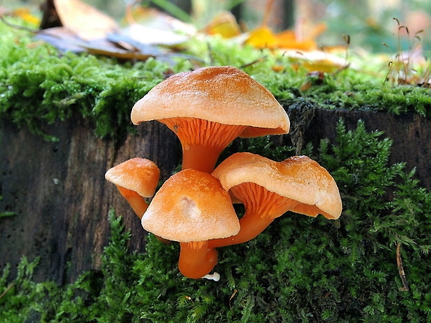 líška oranžová Hygrophoropsis aurantiaca (Wulfen) Maire